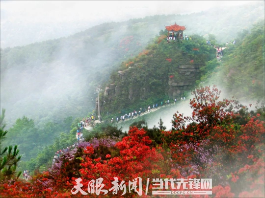 杜鵑花.jpg