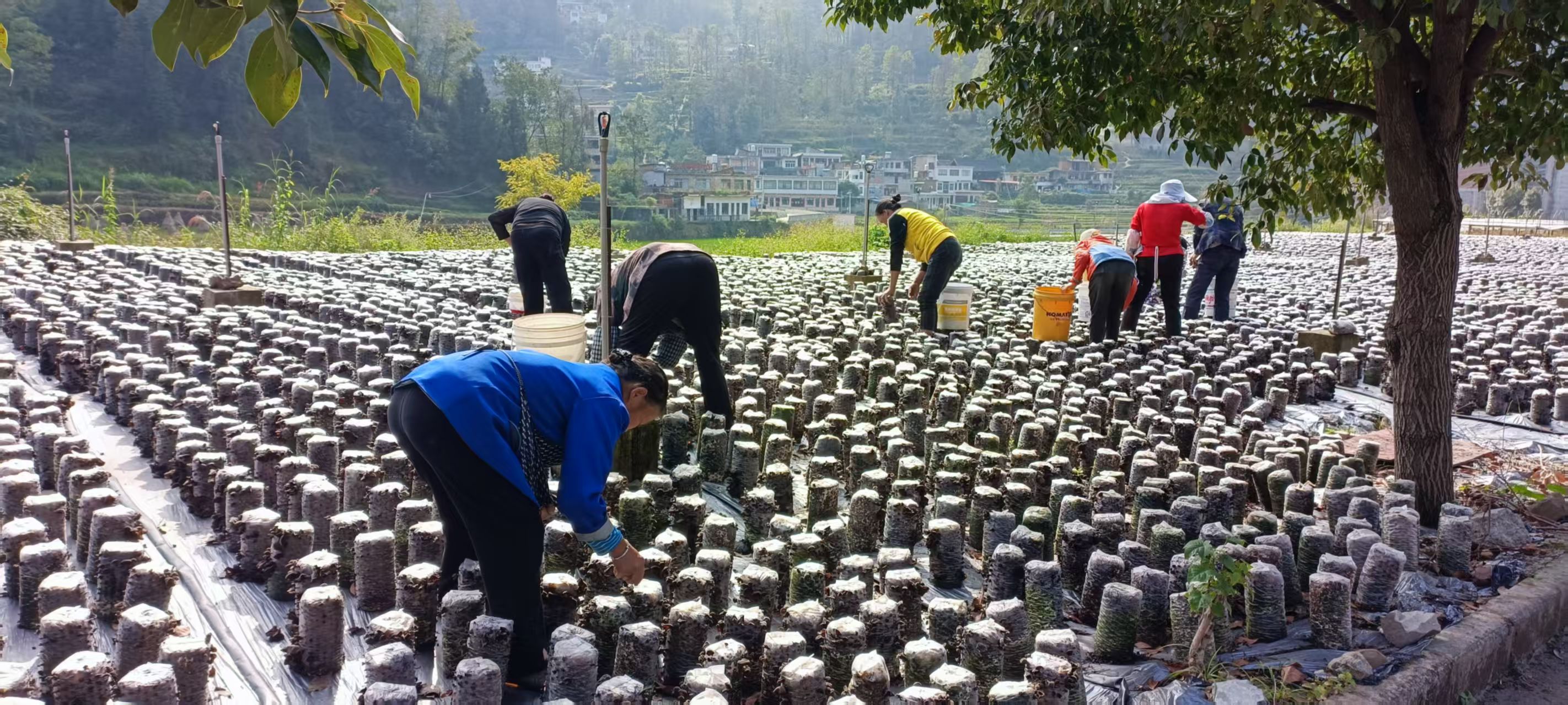 龍洞村村民在木耳種植基地采摘木耳.jpg
