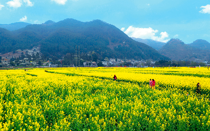 5 音寨，背靠青山，寨前是廣闊的田野.jpg