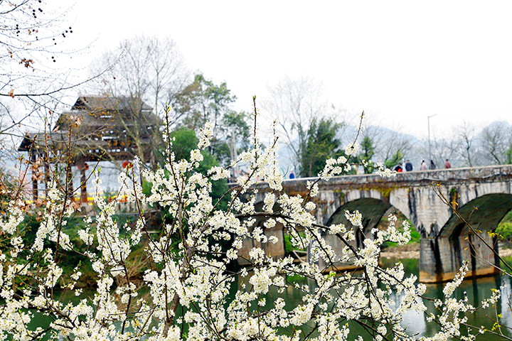 7 寨村內(nèi)鮮花綻放，古石板橋下，清流蜿蜒而過.jpg