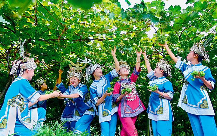 8 少數(shù)民族婦女喜獲水晶葡萄豐收。.jpg