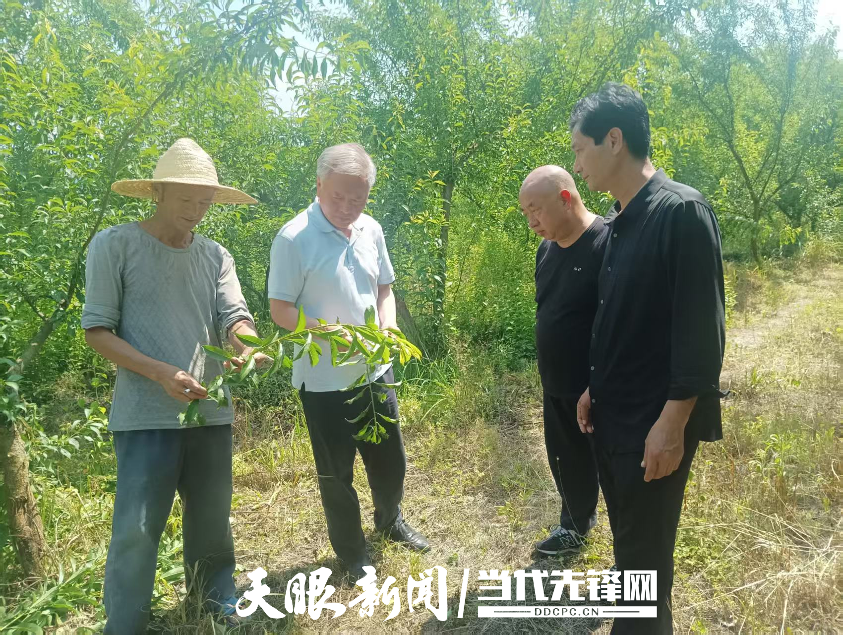鳳岡縣關(guān)工委開(kāi)展蜂糖李產(chǎn)業(yè)調(diào)研活動(dòng).png