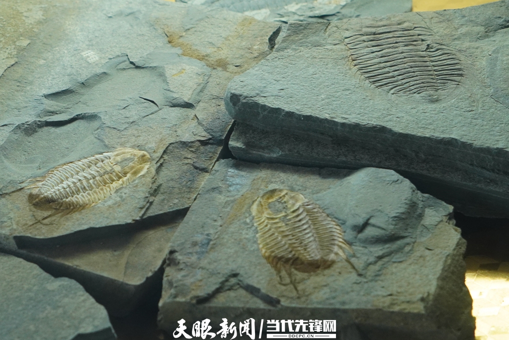 八郎古生物化石群景区出土的三叶虫化石.jpg