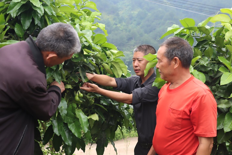 山盆鎮(zhèn)農(nóng)技專家到新華村為柚農(nóng)開展蜜柚疏果指導(dǎo)。.jpg