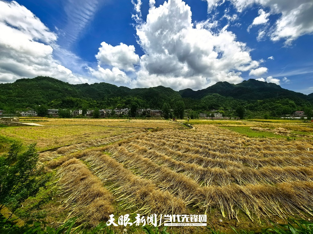 乐坪村坝区油菜丰收.jpg