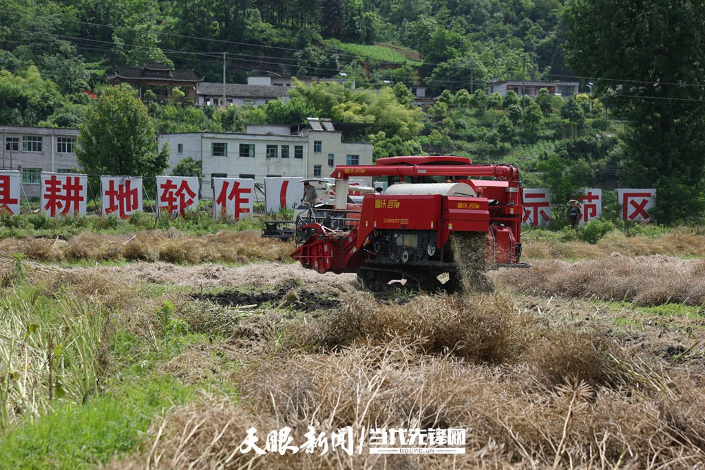 收割机收油菜.JPG