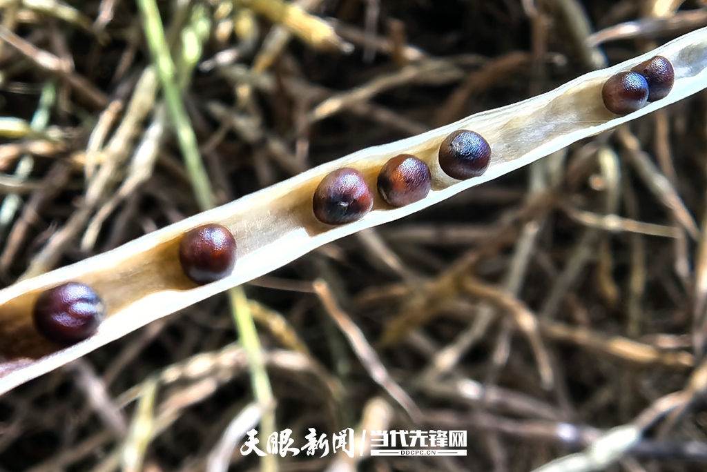 油菜.jpg