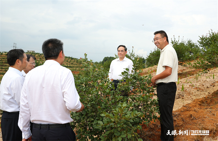 圖為徐麟在玉屏縣油茶示范基地考察，了解油茶種植情況。.jpg