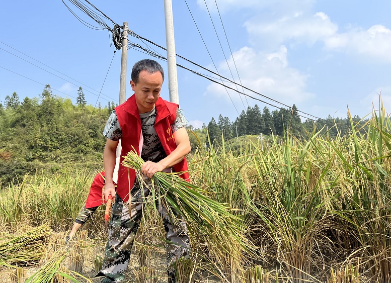 朱法庭幫助弱勞動(dòng)力家庭收割水稻。.jpg