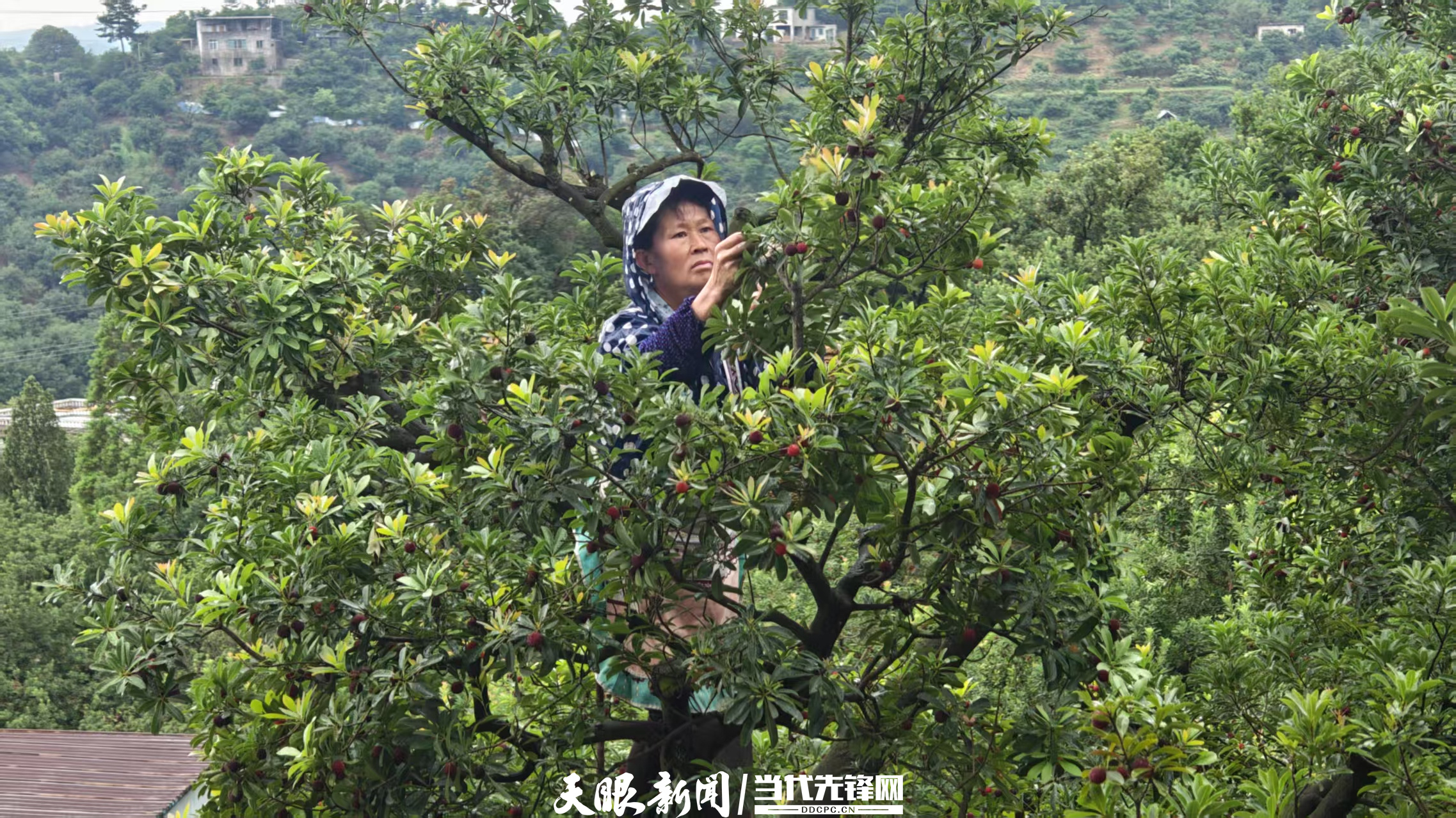 微信圖片_20250619150944_副本.jpg