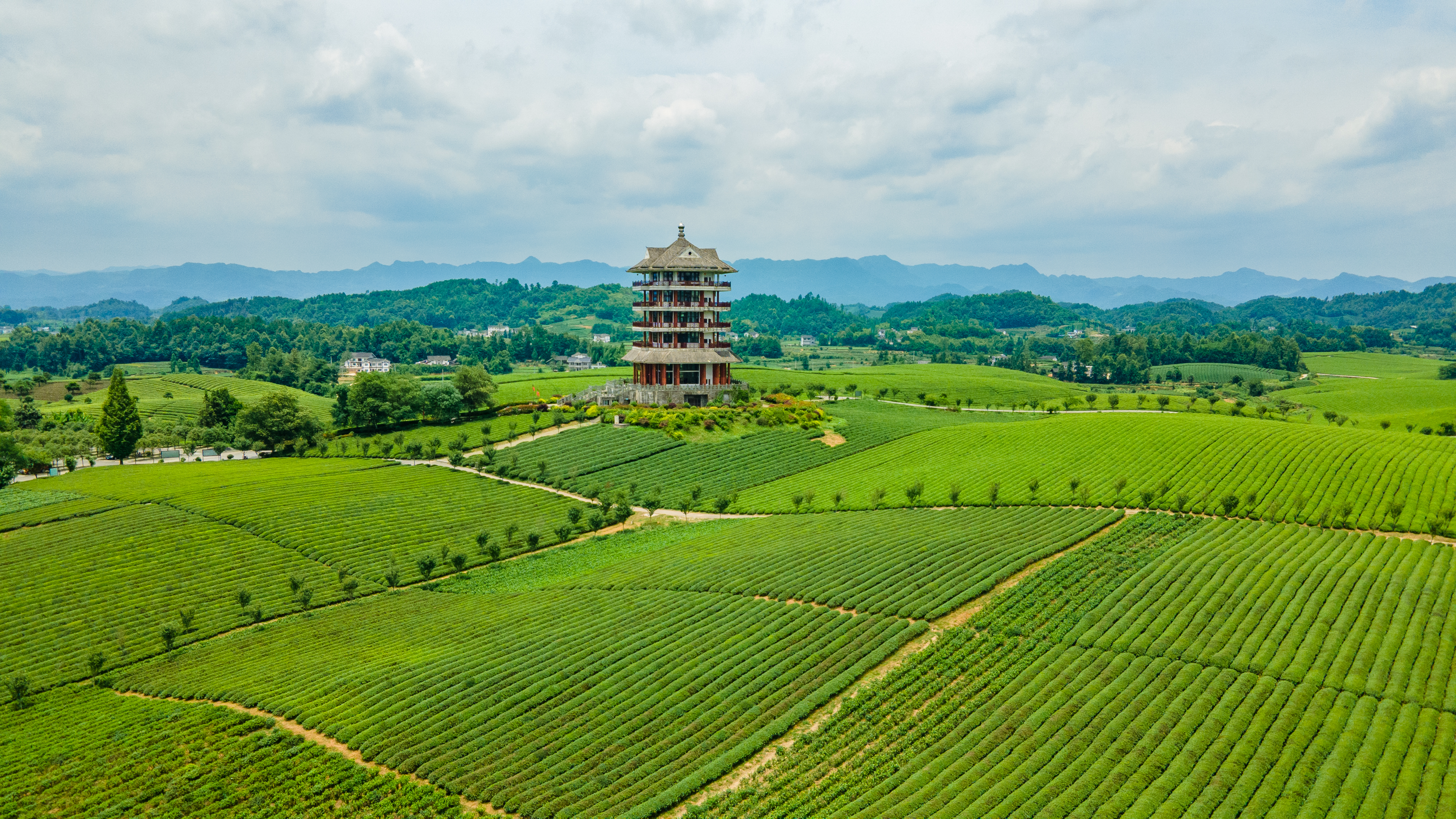 湄潭縣永興鎮(zhèn)萬畝茶海.jpg
