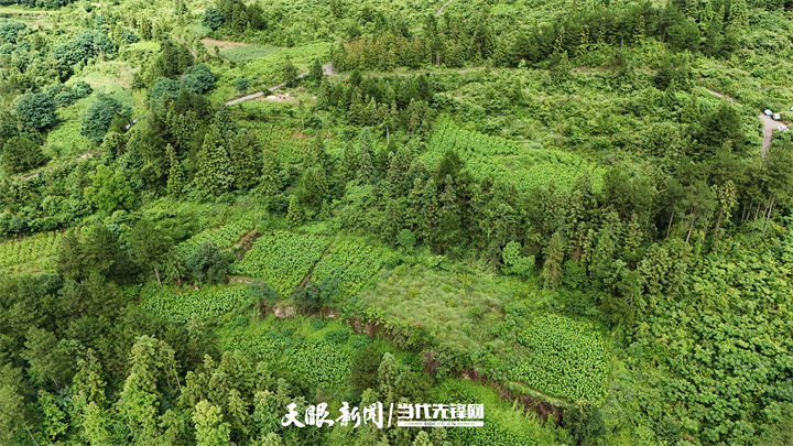 DJI_20250627163736_0131_D.jpg