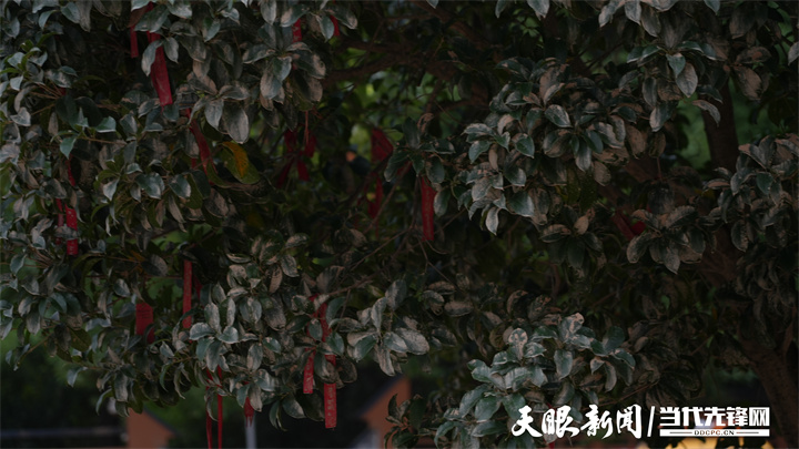 榕江縣第一中學(xué)內(nèi)掛滿學(xué)生愿望的樹枝.jpg