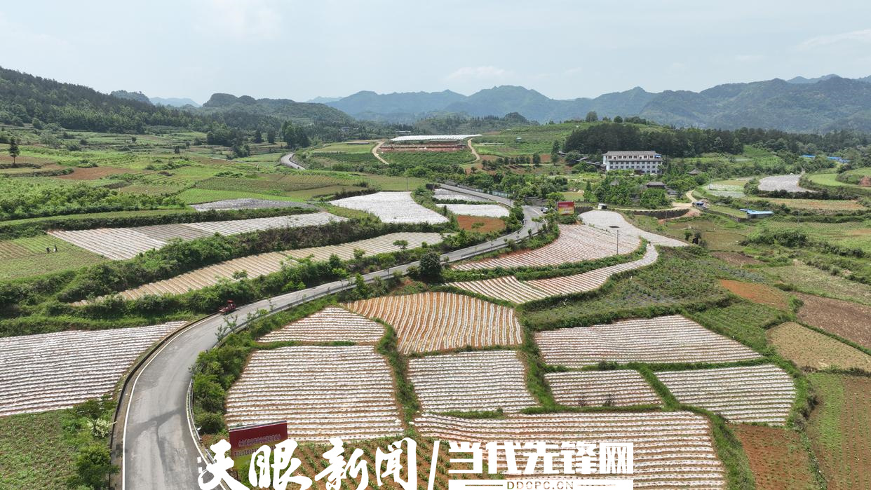 麻江縣龍山鎮(zhèn)辣椒種植基地.jpg