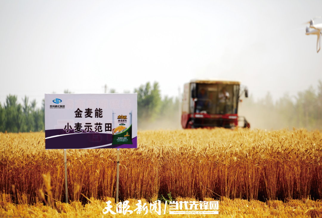 小麥?zhǔn)痉短?png