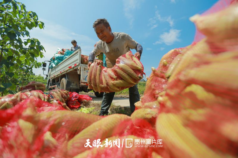 892303-7月9日，印江自治县峨岭街道大云村，200余亩鲜食玉米陆续成熟，当地村民强抓晴好天气采收玉米，脸上洋溢着丰收的喜悦。.jpg