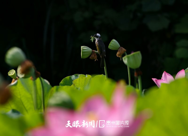 892137-2025年7月7日，贵州省铜仁市玉屏侗族自治县皂角坪街道枹木垅村，小鸟在荷塘里觅食。.jpg