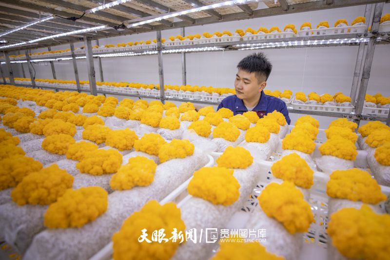 892052-2025年7月8日，在大方县经济开发区中国白参菌科创园，技术人员查看金耳长势。.jpg