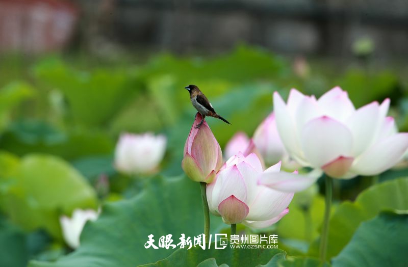 892978-2025年7月12日，在黔东南州榕江县忠诚镇乐乡村荷塘里，停留的鸟儿与荷花相映成趣，绘就夏日生机图景。.jpg
