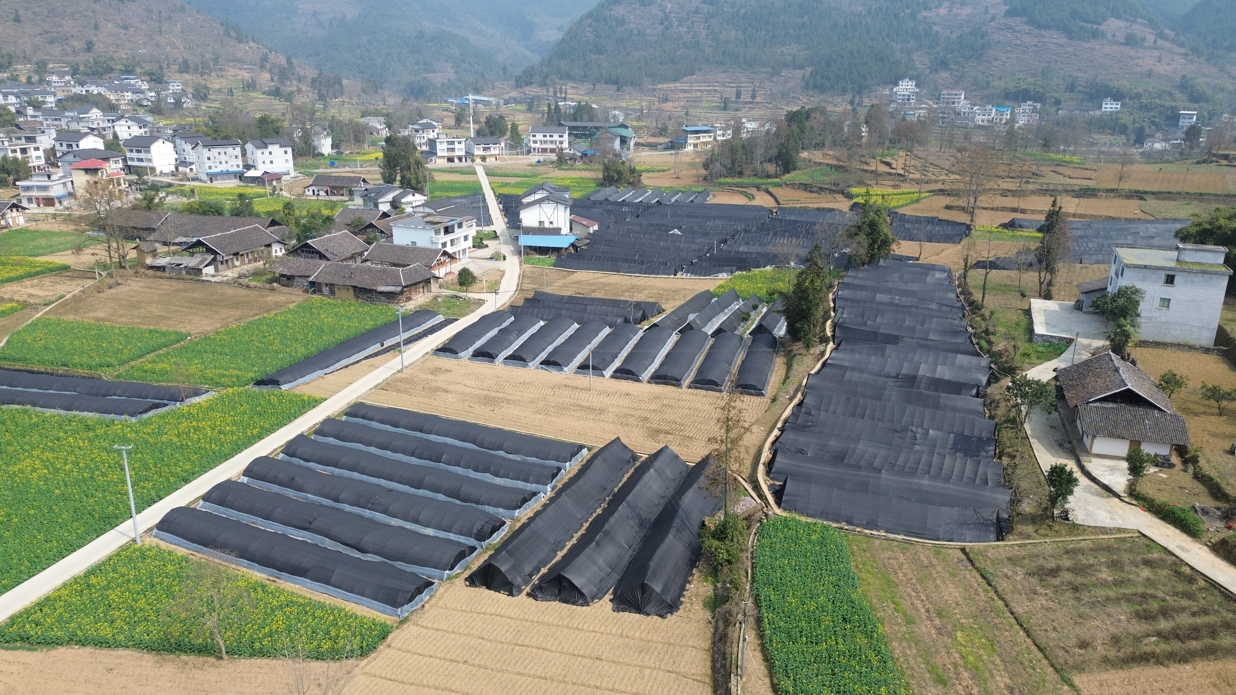 圖為 柏村鎮(zhèn)后壩村羊肚菌基地（航拍 ）。楊冬 攝.jpg