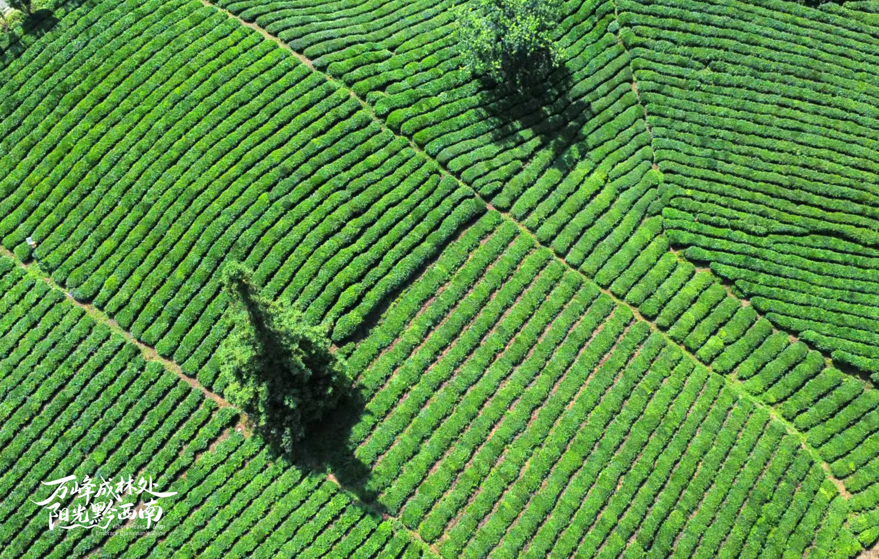 17529393281288.jpg 微信图片_20250719224216_41.jpg