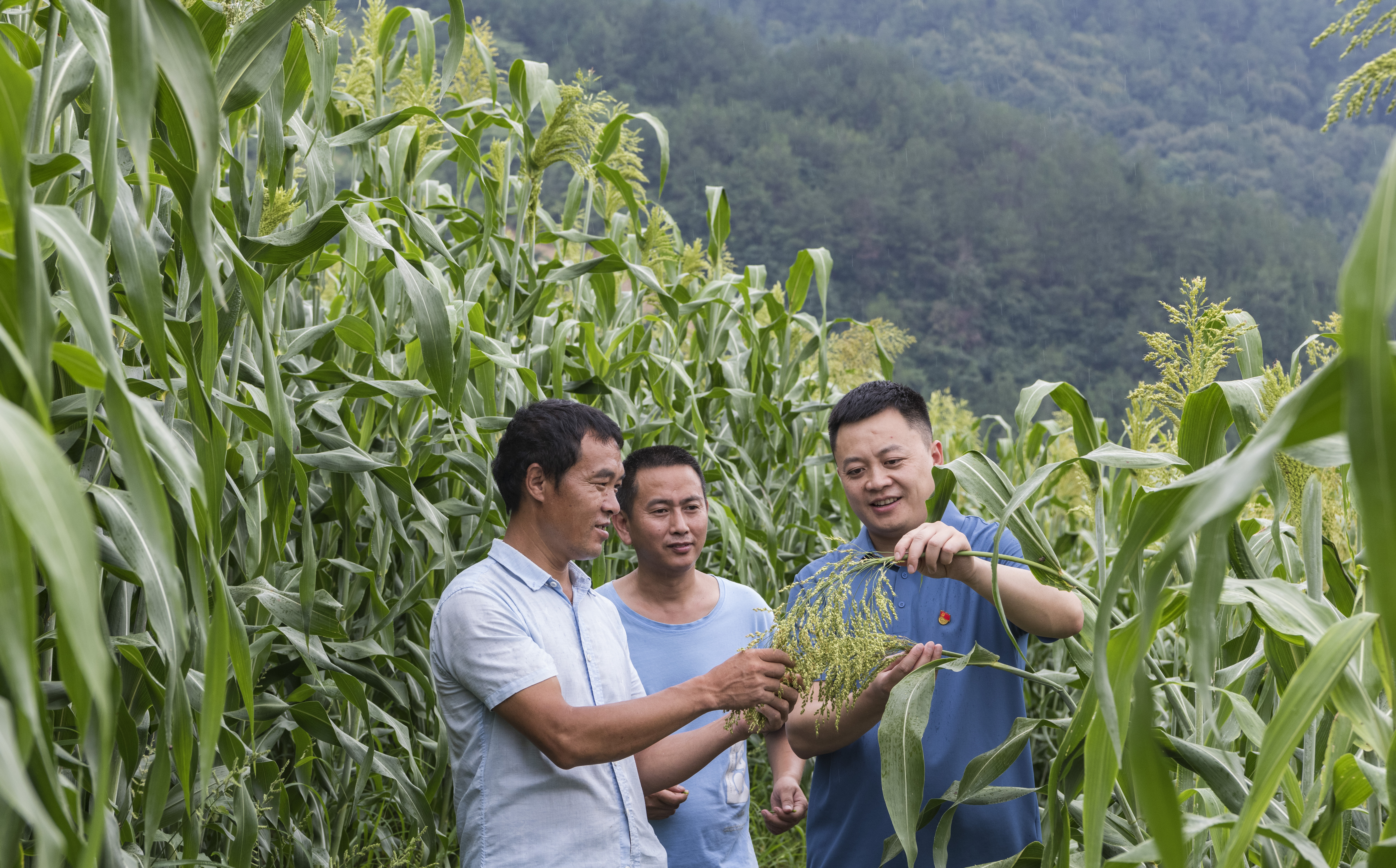 駐村工作隊(duì)員查看高粱長(zhǎng)勢(shì).jpg