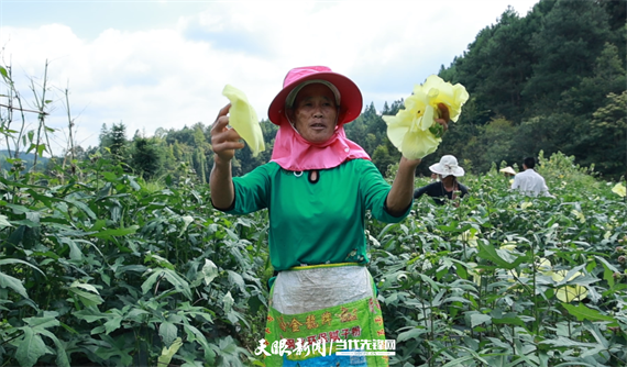 农户在黎平县黄蜀葵基地采收黄蜀葵（姚强 摄）.png