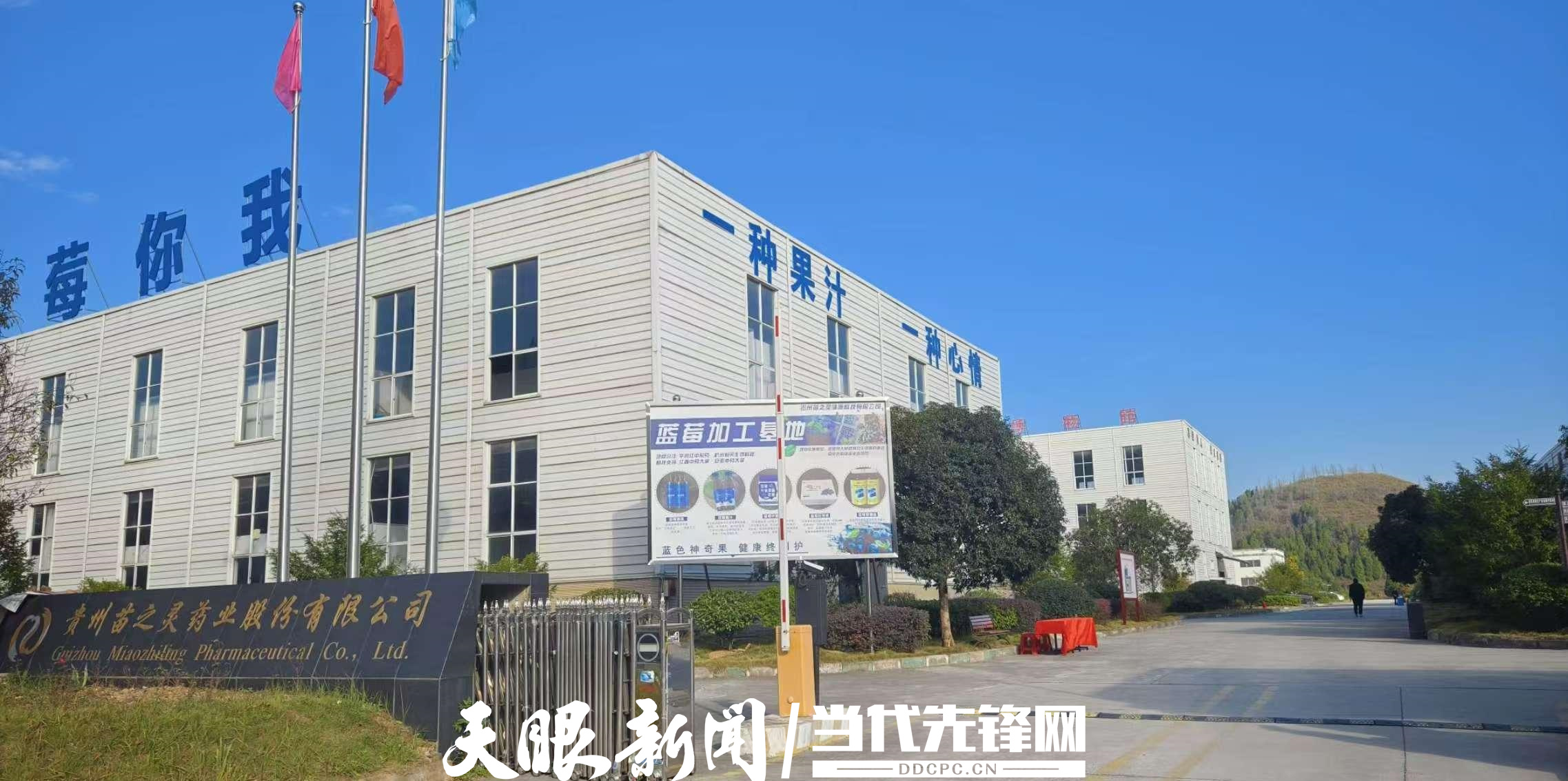 苗之靈.jpg
