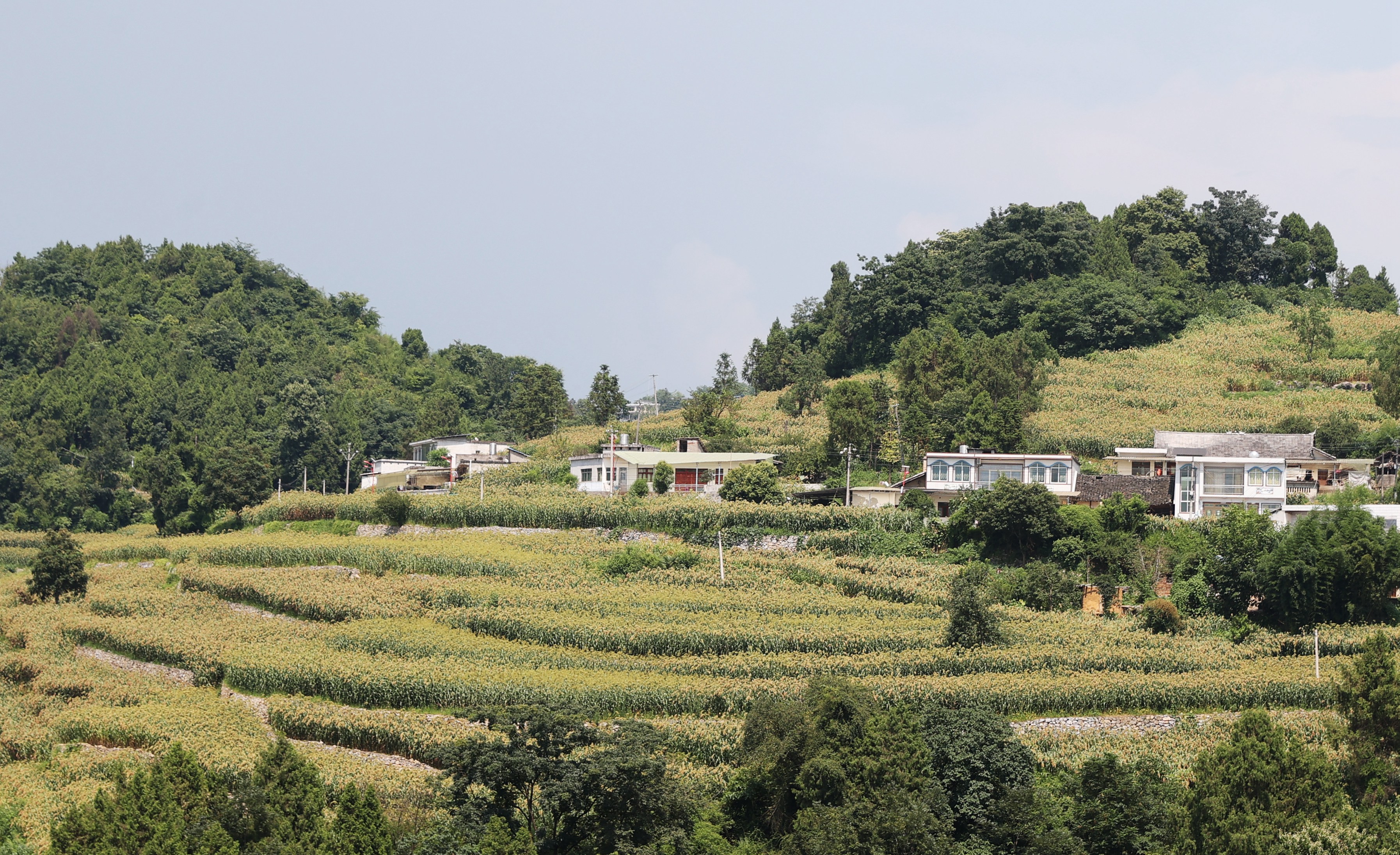 ZKS_3598仁懷市長崗鎮(zhèn)茅坡村茅臺有機高粱基地。貴州日報天眼新聞記者 張凱 攝.JPG