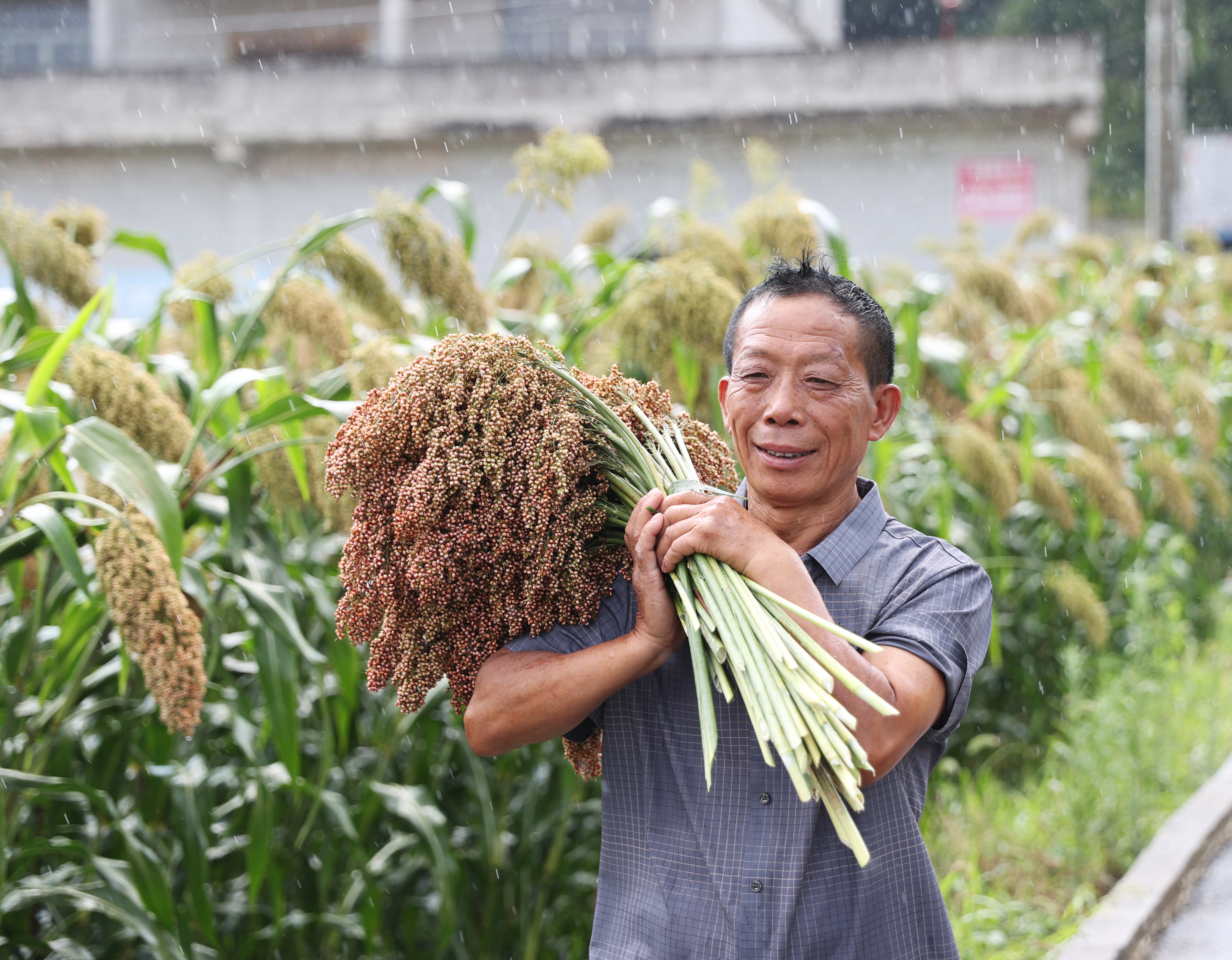 ZKS_3799仁懷市長崗鎮(zhèn)茅坡村種植戶楊智潤冒雨搬運高粱。貴州日報天眼新聞記者 張凱 攝.JPG