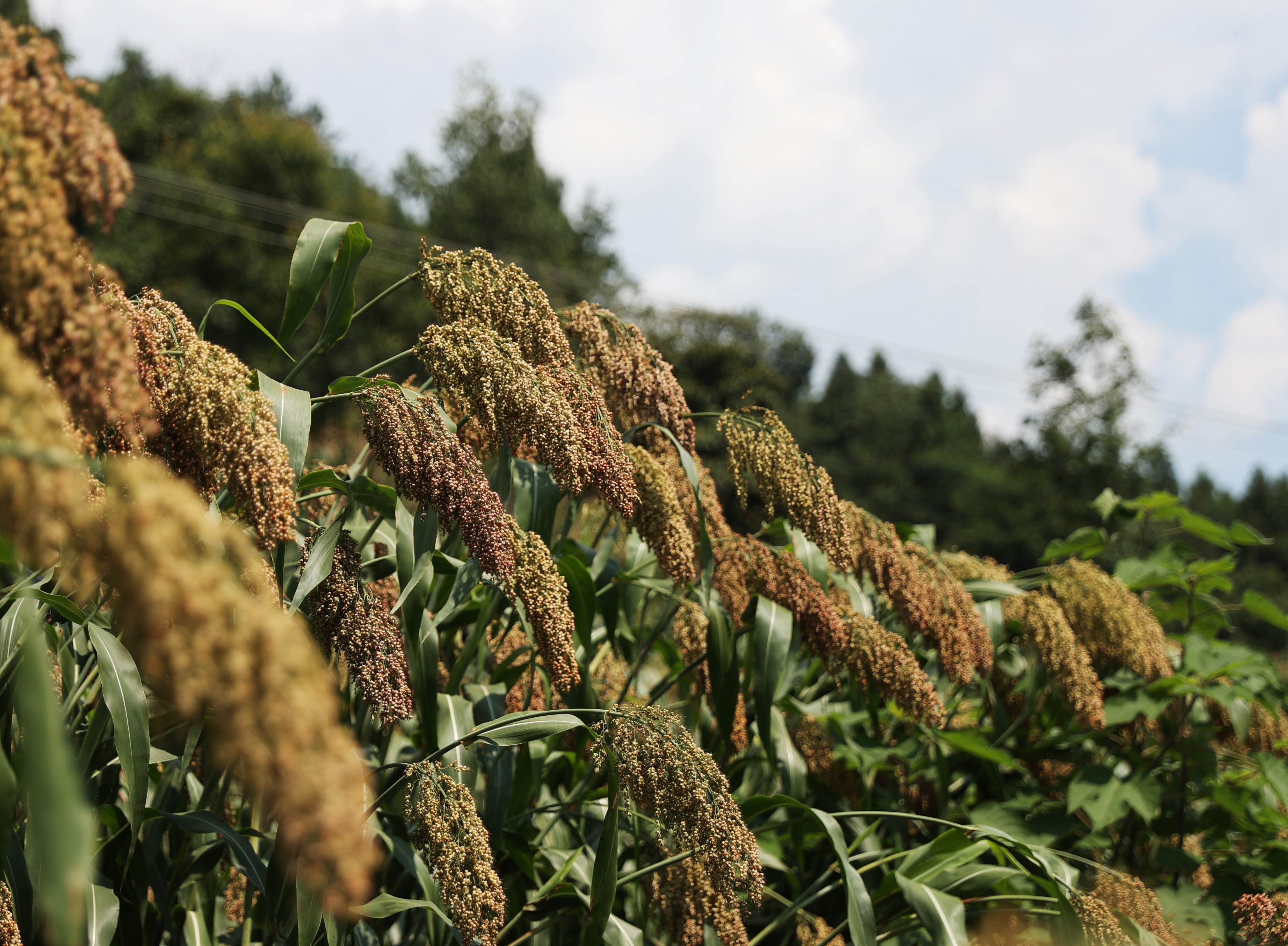 ZKS_3568仁懷市長崗鎮(zhèn)茅坡村種植的茅臺紅纓子高粱。貴州日報天眼新聞記者 張凱 攝.JPG