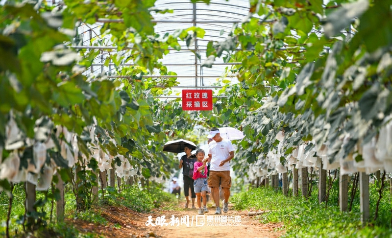 899931-8月2日，游客在貴州省黔西南州興義市豐都街道鑫果源種植基地采摘葡萄。.jpg