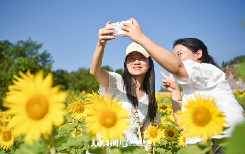 900022-8月2日，游客在貴州省松桃苗族自治縣盤石鎮(zhèn)當(dāng)造村油葵花海里游玩拍照。.jpg