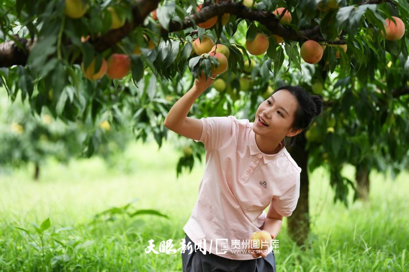 898232-7月28日，游客在貴陽市南明區(qū)永樂鄉(xiāng)干井村桃園內(nèi)采摘艷紅桃。.jpg