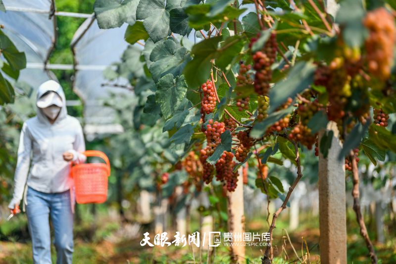 899932-8月2日，游客在貴州省黔西南州興義市豐都街道鑫果源種植基地采摘葡萄。.jpg