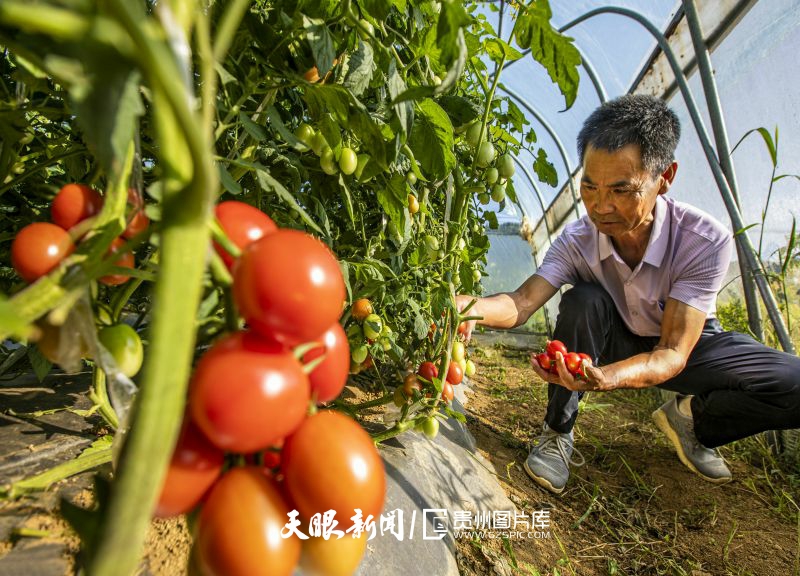 899639-2025年8月1日，貴州省黔西市洪水鎮(zhèn)長堰社區(qū)圣女果種植基地，村民采摘圣女果。.jpg