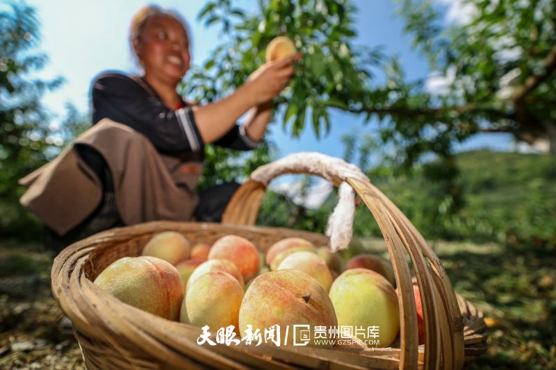 899711-8月1日，村民在畢節(jié)市七星關區(qū)朱昌鎮(zhèn)青杠村采摘水蜜桃。.jpg