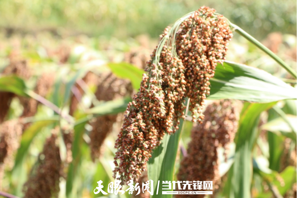 微信圖片_2025-08-04_205355_384.jpg
