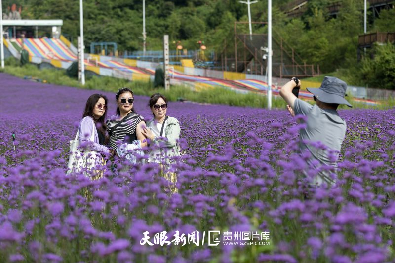 901028-8月5日，六盤水市梅花山旅游景區(qū)滑雪場內(nèi)，近20畝馬鞭草迎來首季盛花期。游客們忙著拍照打卡，盡享夏日里的清涼愜意。.jpg