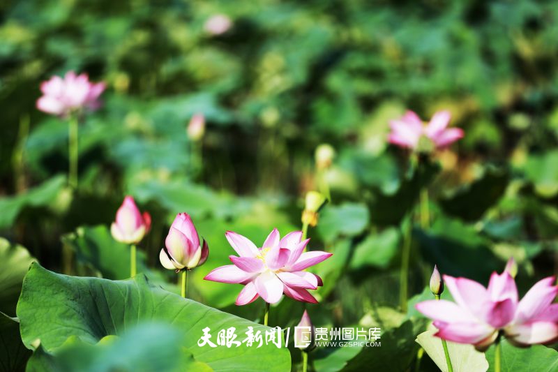 901351-2025年8月6日，貴州省黔西市鐘山鎮(zhèn)貓山村，夏日荷塘里盛開的荷花成為鄉(xiāng)村美景。(7).jpg
