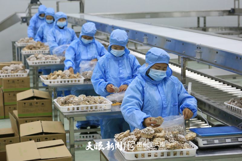 421555-10月15日，貴州省畢節(jié)市大方縣經(jīng)濟(jì)開發(fā)區(qū)一家食用菌種植基地，工人在包裝白參菇。.jpg