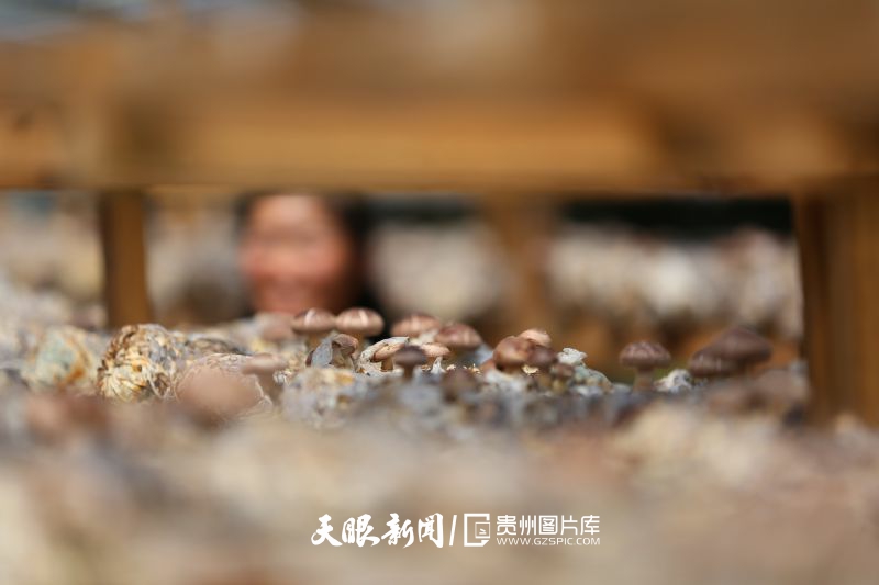 470450-2022年4月7日，村民在貴州省黔南布依族苗族自治州三都水族自治縣三合街道拉攬村采收香菇。.jpg