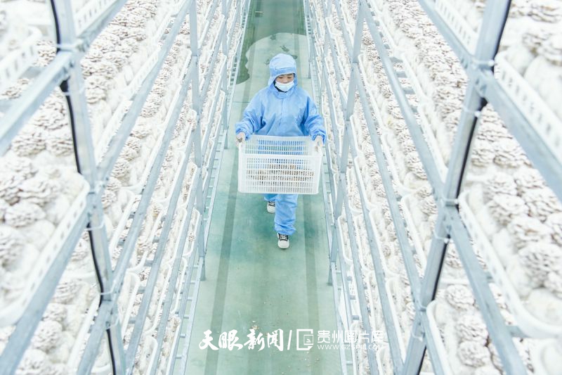 430104-11月19日，工人在貴州省畢節(jié)市大方縣經(jīng)濟(jì)開發(fā)區(qū)白參菇基地里搬運白參菇。.jpg