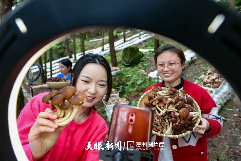 617047-2023年5月23日，在貴州省黔東南苗族侗族自治州岑鞏縣平莊鎮(zhèn)后坪村，志愿者在林下菌菇種植基地直播銷售菌菇。.jpg