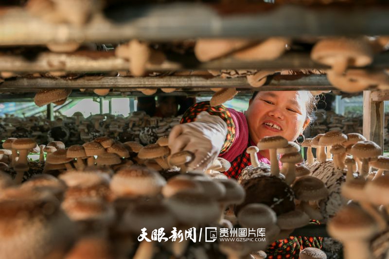 666102-10月12日，村民在貴州省黔東南苗族侗族自治州岑鞏縣水尾鎮(zhèn)新場村香菇種植基地采摘香菇。.jpg