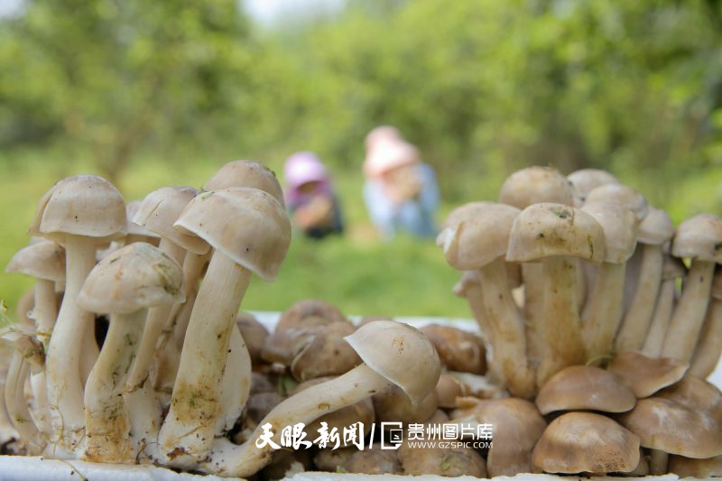 729082-2024年4月2日，在貴州省銅仁市玉屏侗族自治縣謝橋村，工人在采收鹿茸菇。.jpg