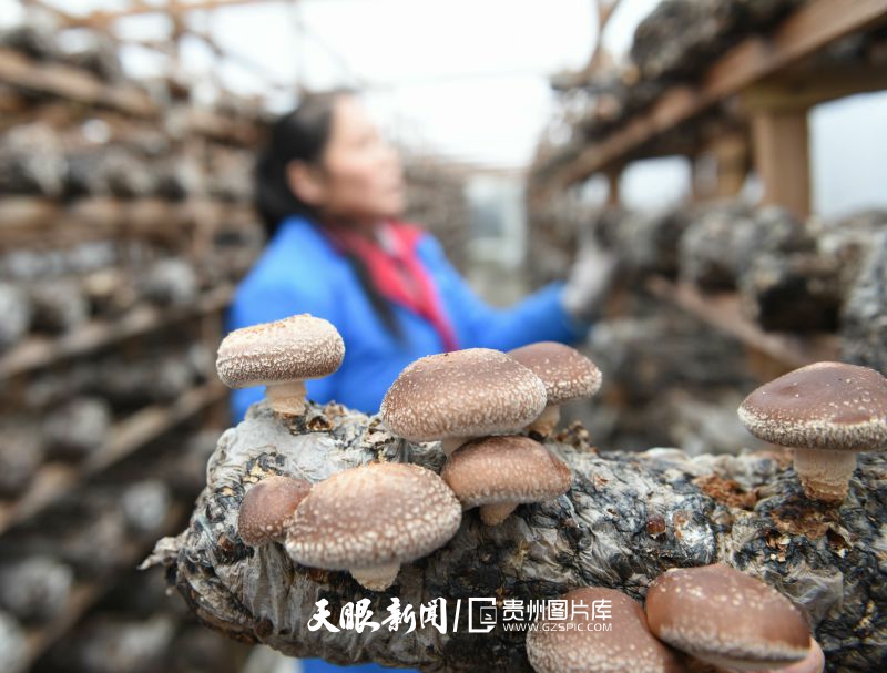 15172-1月9日，村民在貴州省銅仁市松桃苗族自治縣孟溪鎮(zhèn)香菇種植基地采收香菇。.jpg