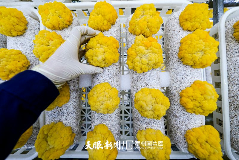 855437-3月19日，在畢節(jié)市農(nóng)投菌業(yè)科技有限責(zé)任公司的金耳培養(yǎng)室里，工作人員在查看菌菇長勢。.jpg