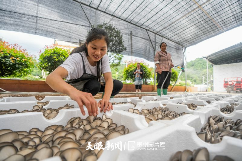 888004-2025年6月24日，貴州省畢節(jié)市赫章縣輔處鄉(xiāng)興旺村村民正在分選采收的菌菇。(1).jpg