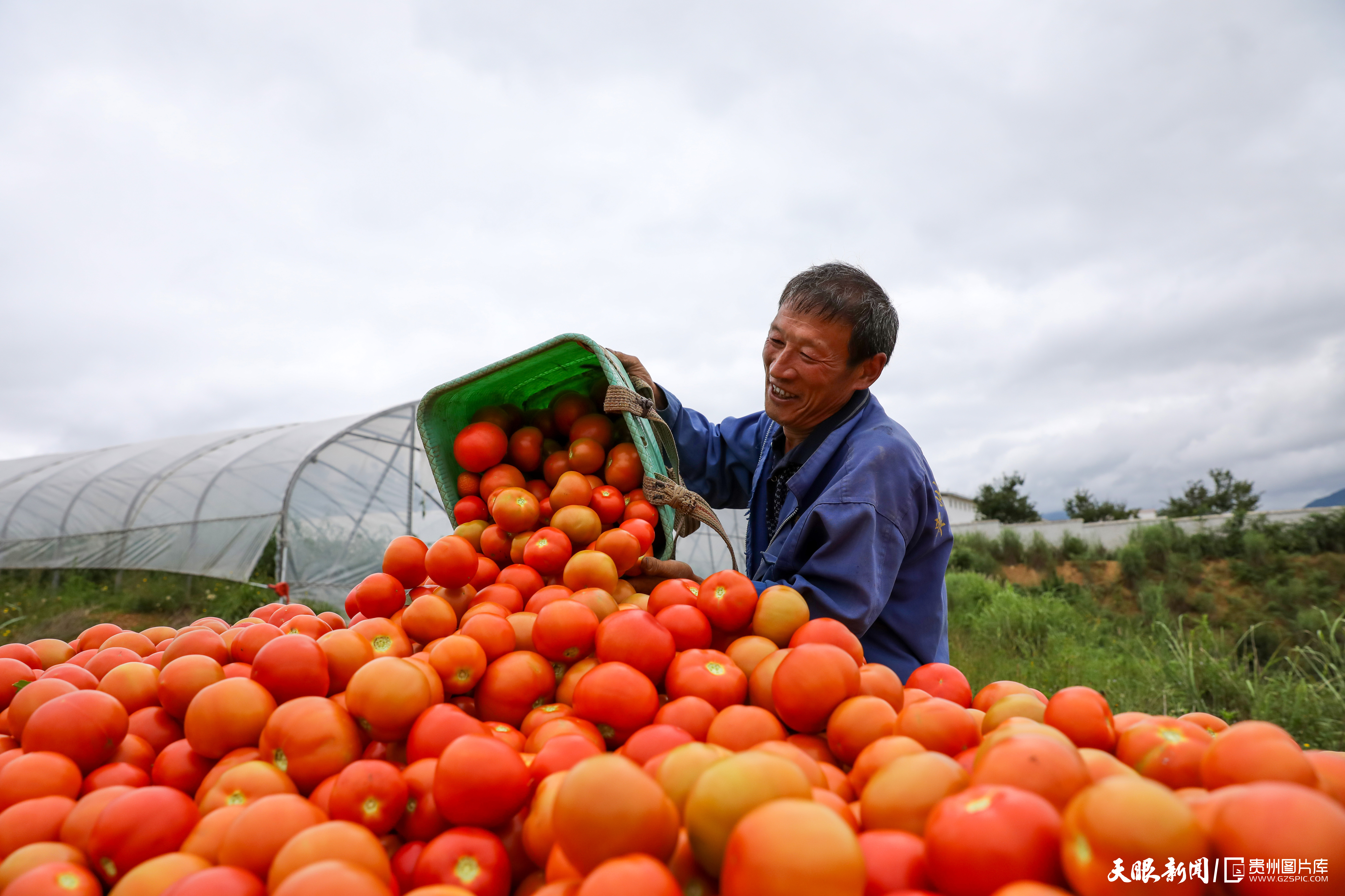 903010-8月11日，在赫章縣平山鎮(zhèn)農(nóng)業(yè)園區(qū)內(nèi)工人將采摘的西紅柿進(jìn)行裝車。.jpg